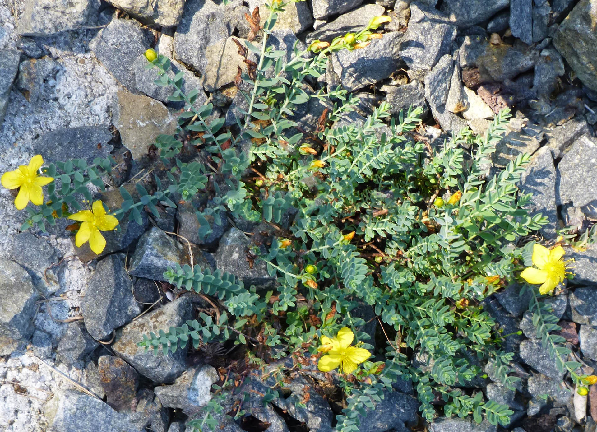 Hypericum kazdaghensis en fleurs sur des pentes caillouteuses du massif du Kaz Dağı